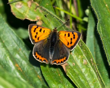 smallcopper060519 Small Copper Ballaghennie, Isle of Man