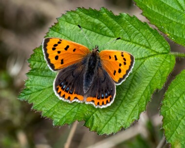 smallcopper070522 Small Copper Stoney Mountain, Isle of Man