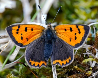 smallcopper100425 Small Copper Burham Overy Dunes, Norfolk