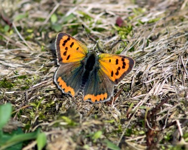 smallcopper121017 Small Copper Winterton Dunes, Norfolk