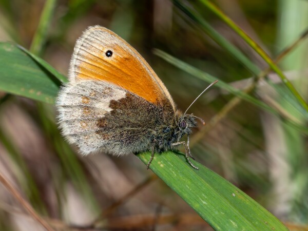 Small Heath