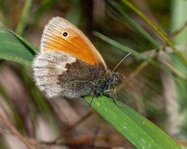 smallheath030623 Small Heath Derbyhaven, Isle of Man