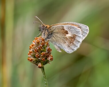 smallheath030723 Small Heath Uath Lochans, Scotland