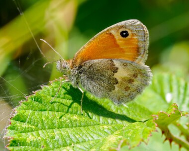 smallheath230624 Small Heath Oare Marshes, Kent