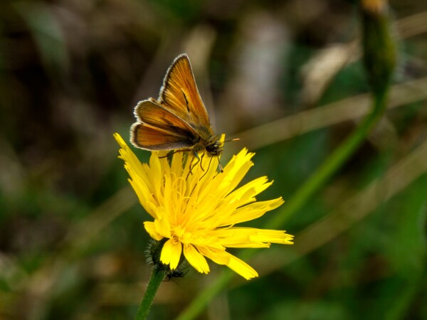 Small Skipper