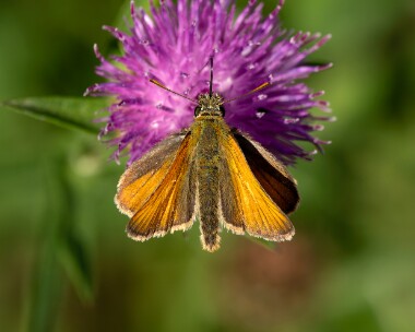 smallskipper300626 Small Skipper Channock, Kent
