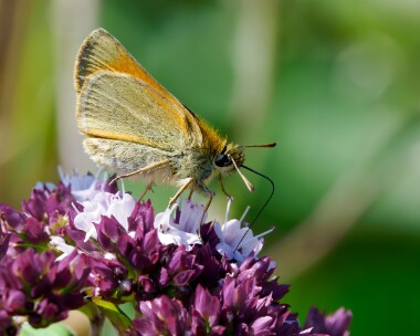 smallskipper300724b Small Skipper Alners Gorse, Dorset