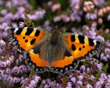 smalltort130826 Small Tortoiseshell Stoney Mountain, Isle of Man