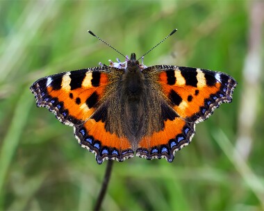 smalltortoiseshell150912 Small Tortoiseshell Drift, Cornwall