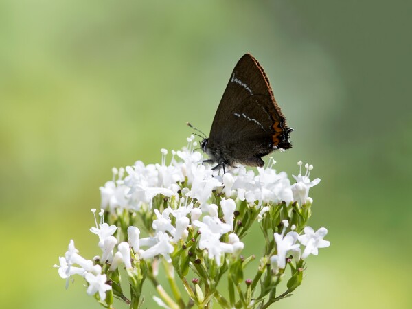 White-letter Hairstreak