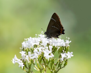 whiteletterhairstreak020717 White-letter Hairstreak, Dixton, South Wales