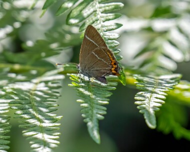 whiteletterhairstreak170722 White-letter Hairstreak Blean Woods, Kent