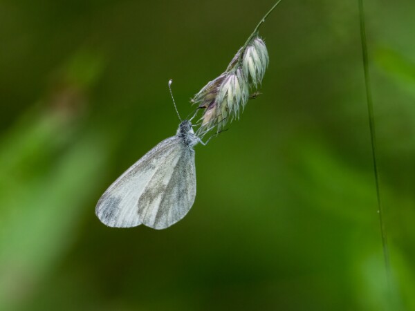 Wood White