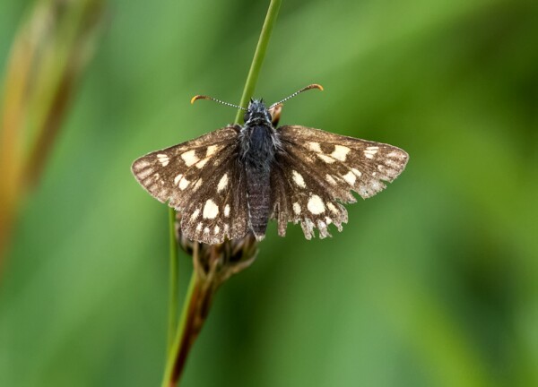 Chequered Skipper