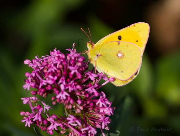 Clouded Yellow