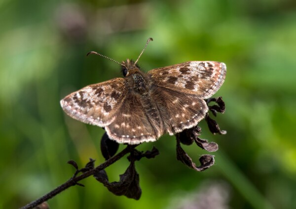 Dingy Skipper