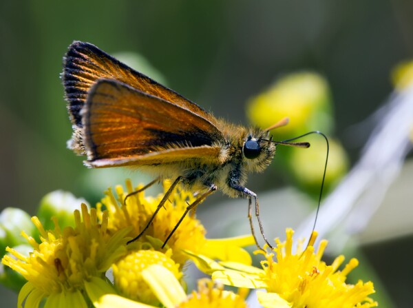 Essex Skipper