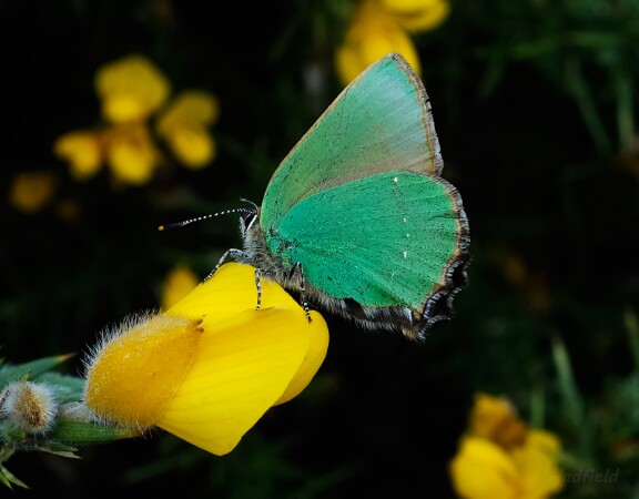 Green Hairstreak