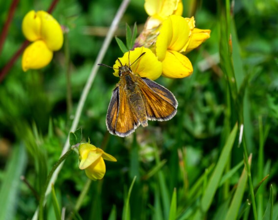 Lulworth Skipper