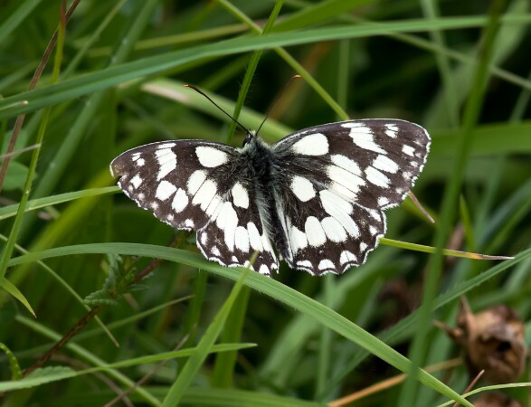 Marbled White