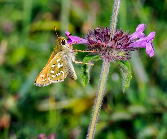 Silver-spotted Skipper