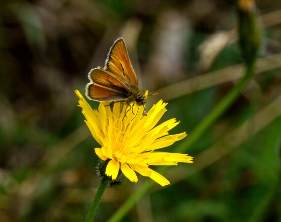 Small Skipper