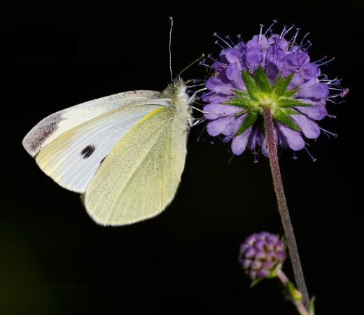 Small White
