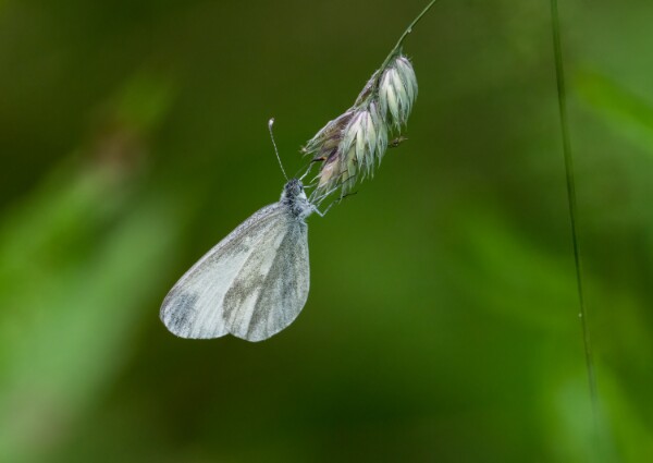 Wood White