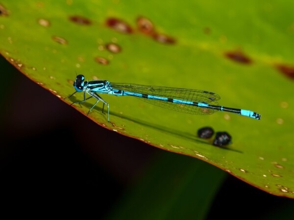 Azure Damselfly