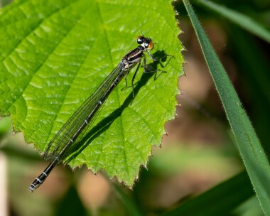 Azuredamselfly050525 Azure Damselfly Ballaugh plantation, Isle of Man