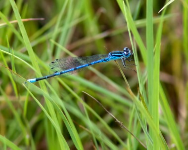azuredamsefly030717 Azure Damselfly, Libanus, Brecon Beacons