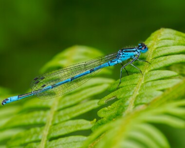 azuredamselfly020624 Azure Damselfly Ballaugh plantation, Isle of Man