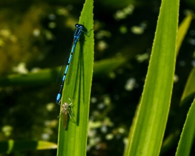 azuredamselfly040721 Azure Damselfly Catfield Fen, Norfolk