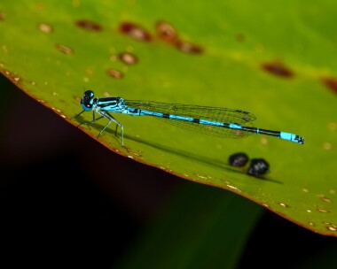 azuredamselfly040721b Azure Damselfly Catfield Fen, Norfolk