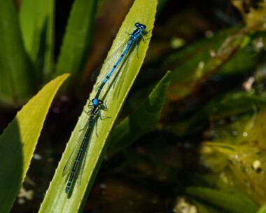 azuredamselfly040721c Azure Damselfly Catfield Fen, Norfolk