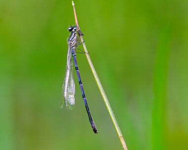 azuredamselfly100524 Azure Damselfly Ballaugh, Isle of Man