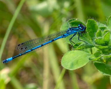 azuredamselfly100623 Azure Damselfly Ballaugh, Isle of Man