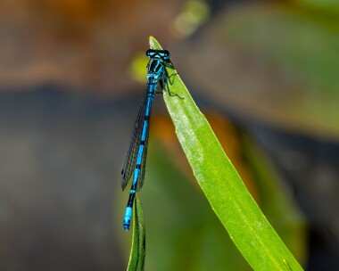 azuredamselfly100623b Azure Damselfly Ballaugh, Isle of Man
