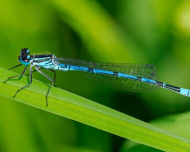 azuredamselfly110524 Azure Damselfly Ham Wall, Somerset