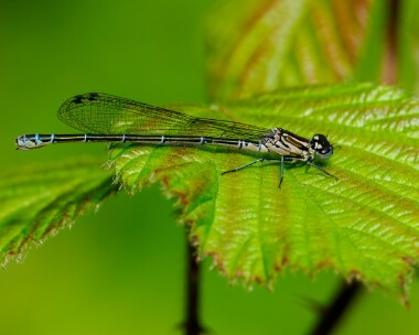 azuredamselfly140524 Azure Damselfly Alners Gorse, Dorset