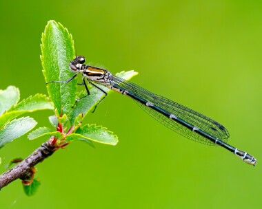 azuredamselfly140524b Azure Damselfly Alners Gorse, Dorset