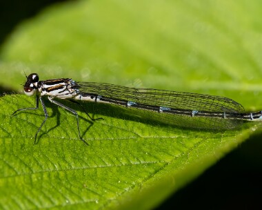 azuredamselfly140525 Azure Damselfly Ballaugh plantation, Isle of Man