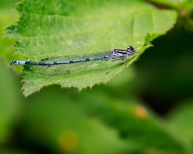 azuredamselfly150524 Azure Damselfly Ramsdown Forest, Dorset