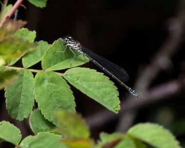 azuredamselfly160522 Azure Damselfly Alners Gorse, Dorset
