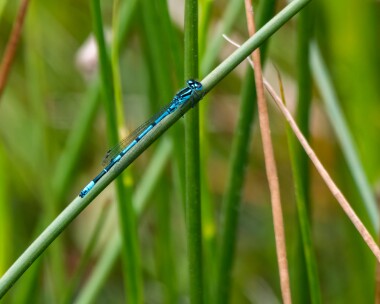 azuredamselfly200619 Azure Damselfly RSPB Arne, Dorset