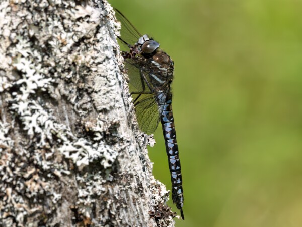 Azure Hawker