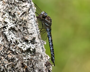 azurehawker200625 Azure Hawker Tomdoun, Scotland