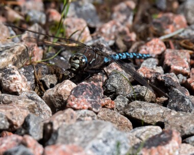 azurehawker240618 Azure Hawker Tomdoun, Scotland