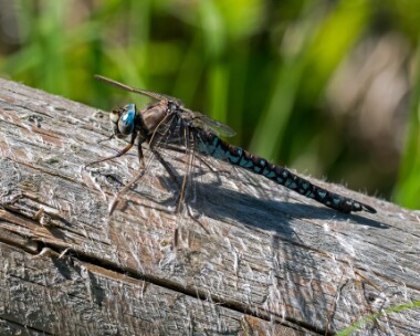 azurehawker240618b Azure Hawker Tomdoun, Scotland