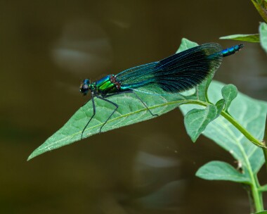 bandeddemoiselle110721 Banded Demoseille Lakenheath Fen, Suffolk